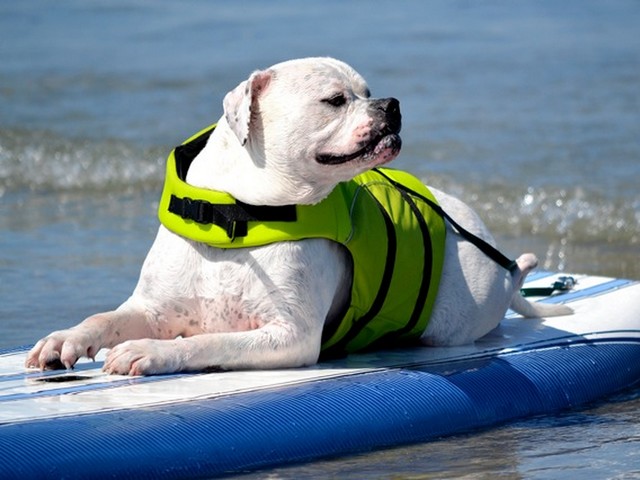 American Bulldog Surf Dog Humphrey Southern California USA - Humphrey, this adorable American Bulldog, who was rescued as a 1 1/2 year old stray from an Los Angeles shelter, minutes before to be euthanized in 2008, became a strong, well mannered and social dog, which incredibly loves the water. Not so graceful on the land, but was a king of the pool, where he started to swim as a therapy for his hips. After he learned to stay on the surf board in the 'SURF DOGS' school (also known as SurFURS) in Southern California, USA, he really enjoys the surfing and unwillingly leaves the beach. - , American, Bulldog, surf, dog, dogs, Humphrey, southern, California, USA, animals, animal, sport, sports, adorable, year, years, stray, strays, Los, Angeles, shelter, shelters, 2008, strong, well, mannered, social, incredibly, water, waters, graceful, land, lands, king, kings, pool, pools, therapy, therapies, hips, hip, board, boards, school, schools, SurFURS, surfing, unwillingly, beach, beaches - Humphrey, this adorable American Bulldog, who was rescued as a 1 1/2 year old stray from an Los Angeles shelter, minutes before to be euthanized in 2008, became a strong, well mannered and social dog, which incredibly loves the water. Not so graceful on the land, but was a king of the pool, where he started to swim as a therapy for his hips. After he learned to stay on the surf board in the 'SURF DOGS' school (also known as SurFURS) in Southern California, USA, he really enjoys the surfing and unwillingly leaves the beach. Решайте бесплатные онлайн American Bulldog Surf Dog Humphrey Southern California USA пазлы игры или отправьте American Bulldog Surf Dog Humphrey Southern California USA пазл игру приветственную открытку  из puzzles-games.eu.. American Bulldog Surf Dog Humphrey Southern California USA пазл, пазлы, пазлы игры, puzzles-games.eu, пазл игры, онлайн пазл игры, игры пазлы бесплатно, бесплатно онлайн пазл игры, American Bulldog Surf Dog Humphrey Southern California USA бесплатно пазл игра, American Bulldog Surf Dog Humphrey Southern California USA онлайн пазл игра , jigsaw puzzles, American Bulldog Surf Dog Humphrey Southern California USA jigsaw puzzle, jigsaw puzzle games, jigsaw puzzles games, American Bulldog Surf Dog Humphrey Southern California USA пазл игра открытка, пазлы игры открытки, American Bulldog Surf Dog Humphrey Southern California USA пазл игра приветственная открытка
