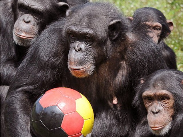 Animals World Cup Chimpanzees at Serengeti Park in Germany - Chimpanzees play 'Animals World Cup' with a ball in colours of the German National flag at Serengeti Safary Park in Hodenhagen, Germany. - , Animals, World, Cup, chimpanzees, chimpanzee, Serengeti, Park, Germany, animals, animal, sport, sports, show, shows, match, matches, tournament, tournaments, football, footballs, soccer, soccers, German, National, flag, flags, Safary, Hodenhagen - Chimpanzees play 'Animals World Cup' with a ball in colours of the German National flag at Serengeti Safary Park in Hodenhagen, Germany. Lösen Sie kostenlose Animals World Cup Chimpanzees at Serengeti Park in Germany Online Puzzle Spiele oder senden Sie Animals World Cup Chimpanzees at Serengeti Park in Germany Puzzle Spiel Gruß ecards  from puzzles-games.eu.. Animals World Cup Chimpanzees at Serengeti Park in Germany puzzle, Rätsel, puzzles, Puzzle Spiele, puzzles-games.eu, puzzle games, Online Puzzle Spiele, kostenlose Puzzle Spiele, kostenlose Online Puzzle Spiele, Animals World Cup Chimpanzees at Serengeti Park in Germany kostenlose Puzzle Spiel, Animals World Cup Chimpanzees at Serengeti Park in Germany Online Puzzle Spiel, jigsaw puzzles, Animals World Cup Chimpanzees at Serengeti Park in Germany jigsaw puzzle, jigsaw puzzle games, jigsaw puzzles games, Animals World Cup Chimpanzees at Serengeti Park in Germany Puzzle Spiel ecard, Puzzles Spiele ecards, Animals World Cup Chimpanzees at Serengeti Park in Germany Puzzle Spiel Gruß ecards