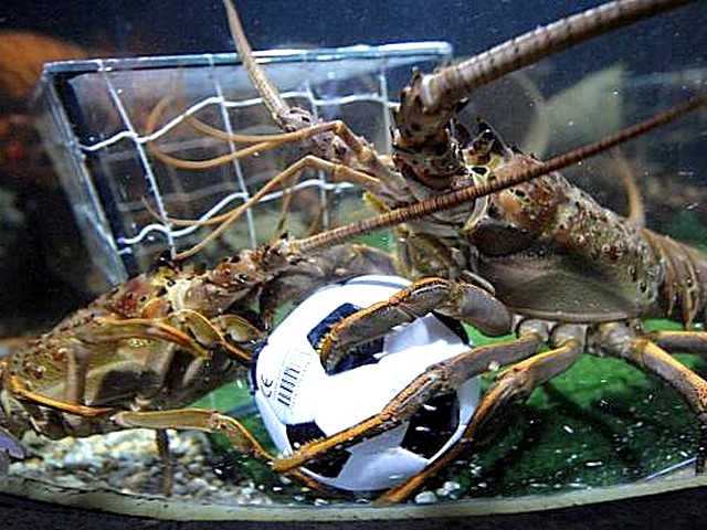 Animals World Cup Lobsters at Sea Life Aquarium in Germany - Lobsters play 'Animals World Cup' in a tank equipped as a soccer pitch at the Sea Life aquarium in Berlin, Germany (June 16, 2010). - , Animals, World, Cup, lobsters, lobster, Sea, Life, aquarium, aquariums, Germany, animals, animal, sport, sports, show, shows, match, matches, tournament, tournaments, football, footballs, soccer, soccers, tank, tanks, pitch, pitches, Berlin - Lobsters play 'Animals World Cup' in a tank equipped as a soccer pitch at the Sea Life aquarium in Berlin, Germany (June 16, 2010). Подреждайте безплатни онлайн Animals World Cup Lobsters at Sea Life Aquarium in Germany пъзел игри или изпратете Animals World Cup Lobsters at Sea Life Aquarium in Germany пъзел игра поздравителна картичка  от puzzles-games.eu.. Animals World Cup Lobsters at Sea Life Aquarium in Germany пъзел, пъзели, пъзели игри, puzzles-games.eu, пъзел игри, online пъзел игри, free пъзел игри, free online пъзел игри, Animals World Cup Lobsters at Sea Life Aquarium in Germany free пъзел игра, Animals World Cup Lobsters at Sea Life Aquarium in Germany online пъзел игра, jigsaw puzzles, Animals World Cup Lobsters at Sea Life Aquarium in Germany jigsaw puzzle, jigsaw puzzle games, jigsaw puzzles games, Animals World Cup Lobsters at Sea Life Aquarium in Germany пъзел игра картичка, пъзели игри картички, Animals World Cup Lobsters at Sea Life Aquarium in Germany пъзел игра поздравителна картичка