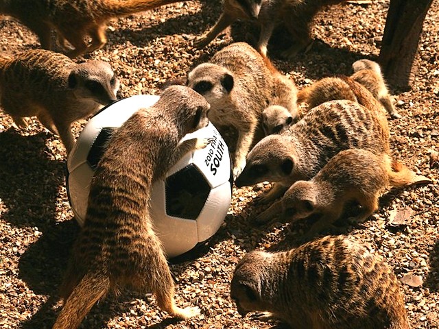 Animals World Cup Meercats play at Bristol Zoo in England - Meercats play 'Animals World Cup' at Bristol Zoo and Gardens in England before the crucial FIFA World Cup 2010 match between England and Slovenia (June 23, 2010). - , Animals, World, Cup, meercats, meercat, Bristol, Zoo, England, animals, animal, sport, sports, show, shows, match, matches, tournament, tournaments, football, footbals, soccer, soccers, garden, gardens, FIFA, 2010, Slovenia - Meercats play 'Animals World Cup' at Bristol Zoo and Gardens in England before the crucial FIFA World Cup 2010 match between England and Slovenia (June 23, 2010). Lösen Sie kostenlose Animals World Cup Meercats play at Bristol Zoo in England Online Puzzle Spiele oder senden Sie Animals World Cup Meercats play at Bristol Zoo in England Puzzle Spiel Gruß ecards  from puzzles-games.eu.. Animals World Cup Meercats play at Bristol Zoo in England puzzle, Rätsel, puzzles, Puzzle Spiele, puzzles-games.eu, puzzle games, Online Puzzle Spiele, kostenlose Puzzle Spiele, kostenlose Online Puzzle Spiele, Animals World Cup Meercats play at Bristol Zoo in England kostenlose Puzzle Spiel, Animals World Cup Meercats play at Bristol Zoo in England Online Puzzle Spiel, jigsaw puzzles, Animals World Cup Meercats play at Bristol Zoo in England jigsaw puzzle, jigsaw puzzle games, jigsaw puzzles games, Animals World Cup Meercats play at Bristol Zoo in England Puzzle Spiel ecard, Puzzles Spiele ecards, Animals World Cup Meercats play at Bristol Zoo in England Puzzle Spiel Gruß ecards