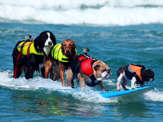 Dogs Surfing Talents Surf-a-Thon Del Mar California USA - 'Nani', a Bernese Mountain Dog (Berner Sennenhund) on a surf board in tandem with her team mates from 'SoCal Surf Dogs' club in San Diego, California , 'Dozer' an English Buldog, 'Ricochet' a Golden Retriever and 'Toby' a Shi Tzu Mix, during the competition 'Surf Dog Surf-a-Thon' of Helen Woodward Animal Center in Del Mar, San Diego County, California, USA (2010), an event which each year showcases the surfing talents of dogs, and serves for fundraising to help pets. This photo was displayed on the PR Newswire Big Screen in Times Square New York and Las Vegas. - , dogs, dog, surfing, talents, talent, Surf-a-Thon, Del, Mar, California, USA, animals, animal, places, place, travel, travels, tour, tours, trip, trips, Nani, Bernese, Mountain, mountains, Berner, Sennenhund, surf, board, boards, tandem, tandems, team, teams, mates, mate, SoCal, club, clubs, San, Diego, Dozer, English, Buldog, Ricochet, Golden, Retriever, Toby, Shi, Tzu, Mix, competition, competitions, Helen, Woodward, Center, centers, county, counties, 2010, event, events, pets, pet, photo, potos, PR, Newswire, Big, Screen, Times, Square, New, York, Las, Vegas - 'Nani', a Bernese Mountain Dog (Berner Sennenhund) on a surf board in tandem with her team mates from 'SoCal Surf Dogs' club in San Diego, California , 'Dozer' an English Buldog, 'Ricochet' a Golden Retriever and 'Toby' a Shi Tzu Mix, during the competition 'Surf Dog Surf-a-Thon' of Helen Woodward Animal Center in Del Mar, San Diego County, California, USA (2010), an event which each year showcases the surfing talents of dogs, and serves for fundraising to help pets. This photo was displayed on the PR Newswire Big Screen in Times Square New York and Las Vegas. Resuelve rompecabezas en línea gratis Dogs Surfing Talents Surf-a-Thon Del Mar California USA juegos puzzle o enviar Dogs Surfing Talents Surf-a-Thon Del Mar California USA juego de puzzle tarjetas electrónicas de felicitación  de puzzles-games.eu.. Dogs Surfing Talents Surf-a-Thon Del Mar California USA puzzle, puzzles, rompecabezas juegos, puzzles-games.eu, juegos de puzzle, juegos en línea del rompecabezas, juegos gratis puzzle, juegos en línea gratis rompecabezas, Dogs Surfing Talents Surf-a-Thon Del Mar California USA juego de puzzle gratuito, Dogs Surfing Talents Surf-a-Thon Del Mar California USA juego de rompecabezas en línea, jigsaw puzzles, Dogs Surfing Talents Surf-a-Thon Del Mar California USA jigsaw puzzle, jigsaw puzzle games, jigsaw puzzles games, Dogs Surfing Talents Surf-a-Thon Del Mar California USA rompecabezas de juego tarjeta electrónica, juegos de puzzles tarjetas electrónicas, Dogs Surfing Talents Surf-a-Thon Del Mar California USA puzzle tarjeta electrónica de felicitación