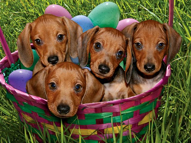 Easter Dachshund Puppies in Basket Greeting Card - Beautiful greeting card for the Easter holidays with little adorable dachshunds puppies, just a 12-week-old and coloured decorative eggs in a wicker basket. - , Easter, dachshund, dachshunds, puppies, puppy, basket, baskets, greeting, card, cards, animals, animal, holidays, holiday, cartoon, cartoons, beautiful, little, adorable, week, weeks, coloured, decorative, eggs, egg, wicker - Beautiful greeting card for the Easter holidays with little adorable dachshunds puppies, just a 12-week-old and coloured decorative eggs in a wicker basket. Решайте бесплатные онлайн Easter Dachshund Puppies in Basket Greeting Card пазлы игры или отправьте Easter Dachshund Puppies in Basket Greeting Card пазл игру приветственную открытку  из puzzles-games.eu.. Easter Dachshund Puppies in Basket Greeting Card пазл, пазлы, пазлы игры, puzzles-games.eu, пазл игры, онлайн пазл игры, игры пазлы бесплатно, бесплатно онлайн пазл игры, Easter Dachshund Puppies in Basket Greeting Card бесплатно пазл игра, Easter Dachshund Puppies in Basket Greeting Card онлайн пазл игра , jigsaw puzzles, Easter Dachshund Puppies in Basket Greeting Card jigsaw puzzle, jigsaw puzzle games, jigsaw puzzles games, Easter Dachshund Puppies in Basket Greeting Card пазл игра открытка, пазлы игры открытки, Easter Dachshund Puppies in Basket Greeting Card пазл игра приветственная открытка