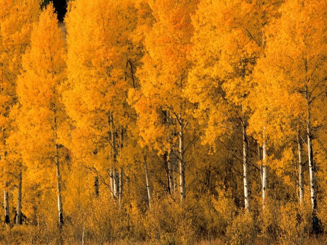 Forest - Autumn Forest in Montana, United States - , Forest, Autumn, Montana, United, States, tree, trees, wood, woodland, travel, tour, trip, excursion - Autumn Forest in Montana, United States Solve free online Forest puzzle games or send Forest puzzle game greeting ecards  from puzzles-games.eu.. Forest puzzle, puzzles, puzzles games, puzzles-games.eu, puzzle games, online puzzle games, free puzzle games, free online puzzle games, Forest free puzzle game, Forest online puzzle game, jigsaw puzzles, Forest jigsaw puzzle, jigsaw puzzle games, jigsaw puzzles games, Forest puzzle game ecard, puzzles games ecards, Forest puzzle game greeting ecard