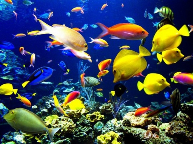 Beauty - The Ocean beauty with tropical fishes. - , Beauty, ocean, life, tropic, fish, fishes - The Ocean beauty with tropical fishes. Solve free online Beauty puzzle games or send Beauty puzzle game greeting ecards  from puzzles-games.eu.. Beauty puzzle, puzzles, puzzles games, puzzles-games.eu, puzzle games, online puzzle games, free puzzle games, free online puzzle games, Beauty free puzzle game, Beauty online puzzle game, jigsaw puzzles, Beauty jigsaw puzzle, jigsaw puzzle games, jigsaw puzzles games, Beauty puzzle game ecard, puzzles games ecards, Beauty puzzle game greeting ecard