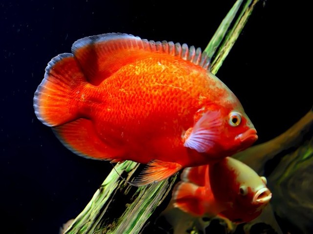 Red Oscar - The Red Oscar is one of the most intelligent omnivorous tropical fishes from the Amazon River Basin, South America. - , Red, Oscar, ocean, life, lifes, tropical, fishes, fish, Amazon, River, Basin, South, America - The Red Oscar is one of the most intelligent omnivorous tropical fishes from the Amazon River Basin, South America. Решайте бесплатные онлайн Red Oscar пазлы игры или отправьте Red Oscar пазл игру приветственную открытку  из puzzles-games.eu.. Red Oscar пазл, пазлы, пазлы игры, puzzles-games.eu, пазл игры, онлайн пазл игры, игры пазлы бесплатно, бесплатно онлайн пазл игры, Red Oscar бесплатно пазл игра, Red Oscar онлайн пазл игра , jigsaw puzzles, Red Oscar jigsaw puzzle, jigsaw puzzle games, jigsaw puzzles games, Red Oscar пазл игра открытка, пазлы игры открытки, Red Oscar пазл игра приветственная открытка