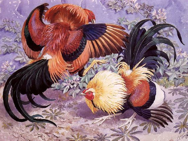 Fighting Cocks by Charles Tunnicliffe - 'Fighting cocks' is a beautiful painting by Charles Tunnicliffe (1901-1979), an internationally renowned British naturalistic painter of birds and other wildlife in their natural environment. Charles Frederick Tunnicliffe was born in Langley, near Macclesfield, Cheshire and spent his early years on the farm at Sutton, where he was able to observe the birds in nature. In 1916 he began to study at the Macclesfield School of Art and won a scholarship to the Royal College of Art in London. He spent most of his working life on the Isle of Anglesey. <br />
His work was characterized by its precision and accuracy in several techniques, including watercolor painting, etching and aquatint, woodcarving, woodcut and oil painting. He illustrated Henry Williamson, Brooke Bond and several books, including 'Ladybird Books'. - , fighting, cocks, cock, Charles, Tunnicliffe, art, arts, beautiful, painting, paintings, Frederick, 1901, 1979, internationally, British, naturalistic, painter, painters, birds, bird, wildlife, natural, environment, environments, Frederick, Langley, Macclesfield, Cheshire, early, years, year, farm, farms, Sutton, nature, 1916, Macclesfield, school, schools, scholarship, Royal, college, colleges, London, life, isle, Anglesey, precision, accuracy, techniques, technique, watercolor, etching, aquatint, woodcarving, woodcut, oil, Henry, Williamson, Brooke, Bond, books, book, including, Ladybird - 'Fighting cocks' is a beautiful painting by Charles Tunnicliffe (1901-1979), an internationally renowned British naturalistic painter of birds and other wildlife in their natural environment. Charles Frederick Tunnicliffe was born in Langley, near Macclesfield, Cheshire and spent his early years on the farm at Sutton, where he was able to observe the birds in nature. In 1916 he began to study at the Macclesfield School of Art and won a scholarship to the Royal College of Art in London. He spent most of his working life on the Isle of Anglesey. <br />
His work was characterized by its precision and accuracy in several techniques, including watercolor painting, etching and aquatint, woodcarving, woodcut and oil painting. He illustrated Henry Williamson, Brooke Bond and several books, including 'Ladybird Books'. Resuelve rompecabezas en línea gratis Fighting Cocks by Charles Tunnicliffe juegos puzzle o enviar Fighting Cocks by Charles Tunnicliffe juego de puzzle tarjetas electrónicas de felicitación  de puzzles-games.eu.. Fighting Cocks by Charles Tunnicliffe puzzle, puzzles, rompecabezas juegos, puzzles-games.eu, juegos de puzzle, juegos en línea del rompecabezas, juegos gratis puzzle, juegos en línea gratis rompecabezas, Fighting Cocks by Charles Tunnicliffe juego de puzzle gratuito, Fighting Cocks by Charles Tunnicliffe juego de rompecabezas en línea, jigsaw puzzles, Fighting Cocks by Charles Tunnicliffe jigsaw puzzle, jigsaw puzzle games, jigsaw puzzles games, Fighting Cocks by Charles Tunnicliffe rompecabezas de juego tarjeta electrónica, juegos de puzzles tarjetas electrónicas, Fighting Cocks by Charles Tunnicliffe puzzle tarjeta electrónica de felicitación