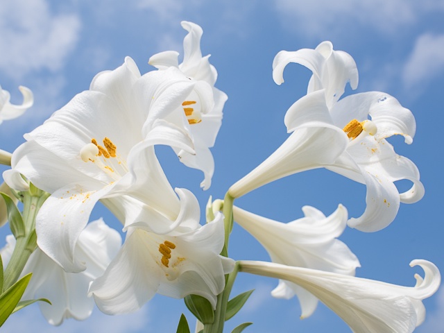 Easter Lilies in Okinawa Park Japan - Closeup of pure white petals of Easter lilies against the blue sky in Okinawa Comprehensive Athletic Park, Hiyagon, Okinawa, Japan. In the park located at the central region of the Okinawa, a Japanese island in the East China Sea, there is a big spot to view of the beautiful Easter lilies. <br />
What makes these flowers very special is their lovely scent. The whole garden is embraced by this pleasant smell and a stroll through the garden is really relaxing. - , Easter, lilies, lily, Okinawa, park, parks, Japan, flowers, flower, places, place, closeup, pure, white, petals, petal, blue, sky, Comprehensive, Athletic, Park, Hiyagon, central, region, regions, Japanese, island, islands, East, China, Sea, spot, spots, beautiful, special, lovely, scent, scents, garden, gardens, pleasant, smell - Closeup of pure white petals of Easter lilies against the blue sky in Okinawa Comprehensive Athletic Park, Hiyagon, Okinawa, Japan. In the park located at the central region of the Okinawa, a Japanese island in the East China Sea, there is a big spot to view of the beautiful Easter lilies. <br />
What makes these flowers very special is their lovely scent. The whole garden is embraced by this pleasant smell and a stroll through the garden is really relaxing. Решайте бесплатные онлайн Easter Lilies in Okinawa Park Japan пазлы игры или отправьте Easter Lilies in Okinawa Park Japan пазл игру приветственную открытку  из puzzles-games.eu.. Easter Lilies in Okinawa Park Japan пазл, пазлы, пазлы игры, puzzles-games.eu, пазл игры, онлайн пазл игры, игры пазлы бесплатно, бесплатно онлайн пазл игры, Easter Lilies in Okinawa Park Japan бесплатно пазл игра, Easter Lilies in Okinawa Park Japan онлайн пазл игра , jigsaw puzzles, Easter Lilies in Okinawa Park Japan jigsaw puzzle, jigsaw puzzle games, jigsaw puzzles games, Easter Lilies in Okinawa Park Japan пазл игра открытка, пазлы игры открытки, Easter Lilies in Okinawa Park Japan пазл игра приветственная открытка