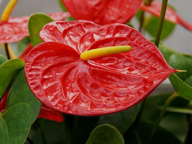 Flamingo Flower - The Flamingo Flower (Anthurium andraeanum) is native to Central and South America, it is cultivated worldwide for its striking ornamental appearance. <br />
With its bright and showy pink spathe and glossy dark green leaves, the Flamingo Flower is an iconic houseplant species.  Flamingo Flower is toxic to humans and pets and should be handled with care. - , flamingo, flower, flowers, Central, South, America, worldwide, striking, ornamental, appearance, bright, showy, pink, spathe, glossy, dark, green, leaves, iconic, houseplant, species, toxic, humans, pets, care - The Flamingo Flower (Anthurium andraeanum) is native to Central and South America, it is cultivated worldwide for its striking ornamental appearance. <br />
With its bright and showy pink spathe and glossy dark green leaves, the Flamingo Flower is an iconic houseplant species.  Flamingo Flower is toxic to humans and pets and should be handled with care. Resuelve rompecabezas en línea gratis Flamingo Flower juegos puzzle o enviar Flamingo Flower juego de puzzle tarjetas electrónicas de felicitación  de puzzles-games.eu.. Flamingo Flower puzzle, puzzles, rompecabezas juegos, puzzles-games.eu, juegos de puzzle, juegos en línea del rompecabezas, juegos gratis puzzle, juegos en línea gratis rompecabezas, Flamingo Flower juego de puzzle gratuito, Flamingo Flower juego de rompecabezas en línea, jigsaw puzzles, Flamingo Flower jigsaw puzzle, jigsaw puzzle games, jigsaw puzzles games, Flamingo Flower rompecabezas de juego tarjeta electrónica, juegos de puzzles tarjetas electrónicas, Flamingo Flower puzzle tarjeta electrónica de felicitación