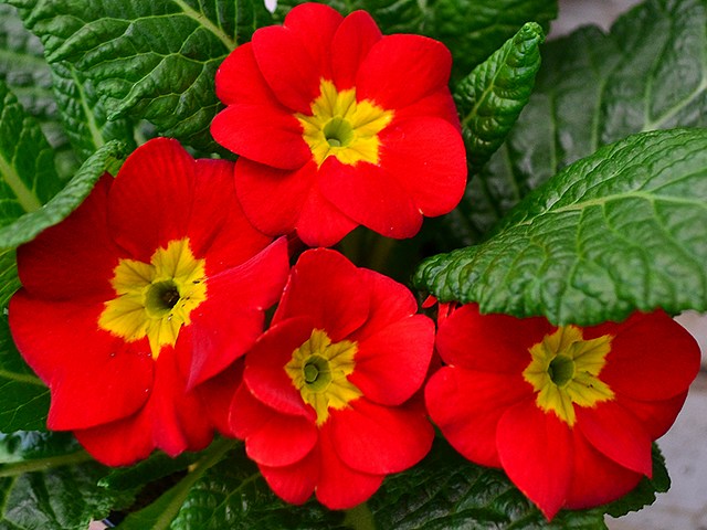 Red Primrose - The red primrose, Primula acaulis 'Danova Red' (syn. Primula vulgaris) features large (1.5-2? wide) dark red bloossoms with a sharply contrasting bright yellow eye which like jewels are glinting and glowing as the sun goes down. Primula acaulis are common winter plants (usually available from December till March), although they can also be grown as houseplants in a cool room. - , red, primrose, primroses, flowers, flower, Primula, acaulis, Danova, Primula, vulgaris, bloossoms, bloossom, sharply, contrasting, bright, yellow, eye, eyes, jewels, jewel, sun, goes, down, winter, plants, plant, December, March, houseplants, houseplant, cool, room, rooms - The red primrose, Primula acaulis 'Danova Red' (syn. Primula vulgaris) features large (1.5-2? wide) dark red bloossoms with a sharply contrasting bright yellow eye which like jewels are glinting and glowing as the sun goes down. Primula acaulis are common winter plants (usually available from December till March), although they can also be grown as houseplants in a cool room. Решайте бесплатные онлайн Red Primrose пазлы игры или отправьте Red Primrose пазл игру приветственную открытку  из puzzles-games.eu.. Red Primrose пазл, пазлы, пазлы игры, puzzles-games.eu, пазл игры, онлайн пазл игры, игры пазлы бесплатно, бесплатно онлайн пазл игры, Red Primrose бесплатно пазл игра, Red Primrose онлайн пазл игра , jigsaw puzzles, Red Primrose jigsaw puzzle, jigsaw puzzle games, jigsaw puzzles games, Red Primrose пазл игра открытка, пазлы игры открытки, Red Primrose пазл игра приветственная открытка