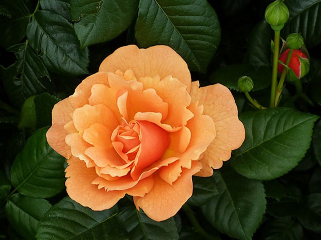 Rose Easy Does It - 'Easy Does It' is a stunning Floribunda, Hybrid Tea Rose and as its name implies, is one of the easiest species of roses for cultivation. <br />
It blooms abundant in clusters at about 90 to 120 cm tall, covered with beautiful multi-colored roses with hues of mango-orange, peach-pink and honey-apricot, on a background of dark green glossy and healthy foliage. This lovely rose blooms continuously all summer with amazing swirling shades, starting in scarlet, then moving through orange, apricot, raspberry and finally light pink. It has a moderately fruity fragrance and is very resistant to diseases. - , rose, roses, easy, flowers, flower, stunning, floribunda, hybrid, tea, name, species, cultivation, abundant, clusters, cluster, beautiful, multi, hues, hue, mango, orange, peach, pink, honey, apricot, background, backgrounds, dark, green, glossy, healthy, foliage, lovely, continuously, summer, amazing, swirling, shades, shade, scarlet, raspberry, finally, light, moderately, fruity, fragrance, resistant, diseases, disease - 'Easy Does It' is a stunning Floribunda, Hybrid Tea Rose and as its name implies, is one of the easiest species of roses for cultivation. <br />
It blooms abundant in clusters at about 90 to 120 cm tall, covered with beautiful multi-colored roses with hues of mango-orange, peach-pink and honey-apricot, on a background of dark green glossy and healthy foliage. This lovely rose blooms continuously all summer with amazing swirling shades, starting in scarlet, then moving through orange, apricot, raspberry and finally light pink. It has a moderately fruity fragrance and is very resistant to diseases. Решайте бесплатные онлайн Rose Easy Does It пазлы игры или отправьте Rose Easy Does It пазл игру приветственную открытку  из puzzles-games.eu.. Rose Easy Does It пазл, пазлы, пазлы игры, puzzles-games.eu, пазл игры, онлайн пазл игры, игры пазлы бесплатно, бесплатно онлайн пазл игры, Rose Easy Does It бесплатно пазл игра, Rose Easy Does It онлайн пазл игра , jigsaw puzzles, Rose Easy Does It jigsaw puzzle, jigsaw puzzle games, jigsaw puzzles games, Rose Easy Does It пазл игра открытка, пазлы игры открытки, Rose Easy Does It пазл игра приветственная открытка