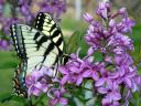 Swallowtail Butterfly on Lilac Blossom
