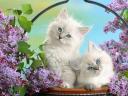 White Persian Kittens with Blue Eyes Wallpaper
