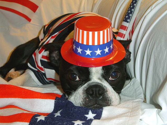 4th of July Dog in Red White and Blue Puzzle Spiel 
