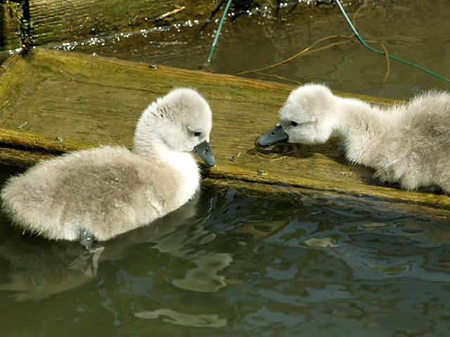 Abbotsbury Swannery Baby Swans enjoy the Sunny Day Puzzle Spiel 