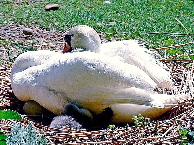 Abbotsbury Swannery Hatching Time - The hatching time at Abbotsbury Swannery in Dorset coincide with the beginning of the summer and the Benedictine Monks belived that the first cygnet symbolize the season's first day. - , Abbotsbury, Swannery, hatching, time, times, animal, animals, bird, birds, hatch, hatches, place, places, breeding-ground, breeding-grounds, sanctuary, sanctuaries, habitat, habitates, Dorset, summer, Benedictine, monks, monk, cygnet, cygnets, season, seasons, day, days - The hatching time at Abbotsbury Swannery in Dorset coincide with the beginning of the summer and the Benedictine Monks belived that the first cygnet symbolize the season's first day. Resuelve rompecabezas en línea gratis Abbotsbury Swannery Hatching Time juegos puzzle o enviar Abbotsbury Swannery Hatching Time juego de puzzle tarjetas electrónicas de felicitación  de puzzles-games.eu.. Abbotsbury Swannery Hatching Time puzzle, puzzles, rompecabezas juegos, puzzles-games.eu, juegos de puzzle, juegos en línea del rompecabezas, juegos gratis puzzle, juegos en línea gratis rompecabezas, Abbotsbury Swannery Hatching Time juego de puzzle gratuito, Abbotsbury Swannery Hatching Time juego de rompecabezas en línea, jigsaw puzzles, Abbotsbury Swannery Hatching Time jigsaw puzzle, jigsaw puzzle games, jigsaw puzzles games, Abbotsbury Swannery Hatching Time rompecabezas de juego tarjeta electrónica, juegos de puzzles tarjetas electrónicas, Abbotsbury Swannery Hatching Time puzzle tarjeta electrónica de felicitación