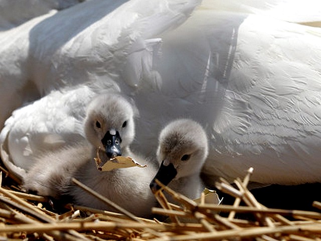 Abbotsbury Swannery Summer Cygnets Hatch пъзел игра 