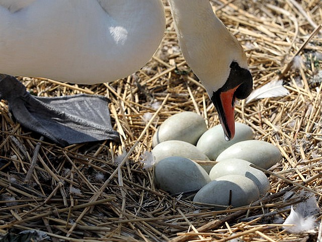 Abbotsbury Swannery Swan checks the Eggs - A swan checks the eggs in her nest at the Abbotsbury Swannery in Dorset, England (May 18, 2010). - , Abbotsbury, Swannery, swan, swans, eggs, egg, animal, animals, bird, birds, hatch, hatches, place, places, breeding-ground, breeding-grounds, sanctuary, sanctuaries, habitat, habitates, nest, nests, Dorset, England - A swan checks the eggs in her nest at the Abbotsbury Swannery in Dorset, England (May 18, 2010). Решайте бесплатные онлайн Abbotsbury Swannery Swan checks the Eggs пазлы игры или отправьте Abbotsbury Swannery Swan checks the Eggs пазл игру приветственную открытку  из puzzles-games.eu.. Abbotsbury Swannery Swan checks the Eggs пазл, пазлы, пазлы игры, puzzles-games.eu, пазл игры, онлайн пазл игры, игры пазлы бесплатно, бесплатно онлайн пазл игры, Abbotsbury Swannery Swan checks the Eggs бесплатно пазл игра, Abbotsbury Swannery Swan checks the Eggs онлайн пазл игра , jigsaw puzzles, Abbotsbury Swannery Swan checks the Eggs jigsaw puzzle, jigsaw puzzle games, jigsaw puzzles games, Abbotsbury Swannery Swan checks the Eggs пазл игра открытка, пазлы игры открытки, Abbotsbury Swannery Swan checks the Eggs пазл игра приветственная открытка