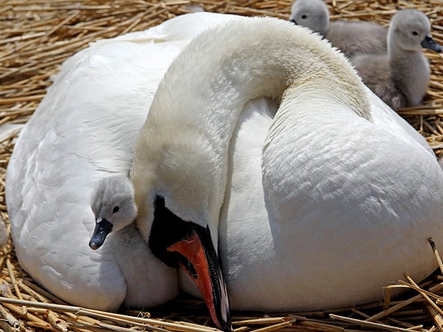 Abbotsbury Swannery Swan clasp the Cygnet puzzle game 