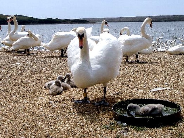 Abbotsbury Swannery Swan with Cygnets puzzle game 