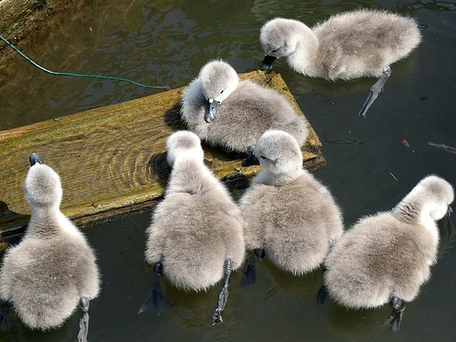 Abbotsbury Swannery the New Cygnets Hatch play in Water juego de puzzle 