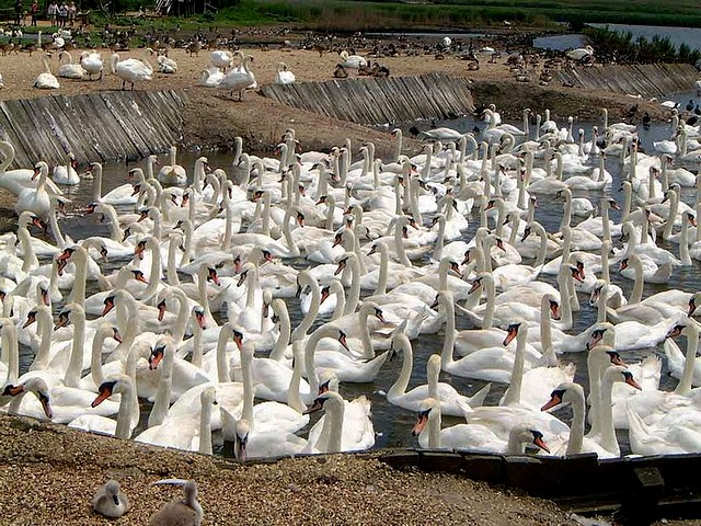 Abbotsbury Swannery - The Abbotsbury Swannery was established by Benedictine Monks at St.Peters monastery during 1040, and nowadays it is a sanctuary, a unique wildlife habitat of up to 1,000 free flying Mute swans. - , Abbotsbury, Swannery, animal, animals, bird, birds, hatch, hatches, place, places, breeding-ground, breeding-grounds, sanctuary, sanctuaries, habitat, habitates, Benedictine, monks, monk, St.Peters, monastery, monasteries, Mute, swans, swan - The Abbotsbury Swannery was established by Benedictine Monks at St.Peters monastery during 1040, and nowadays it is a sanctuary, a unique wildlife habitat of up to 1,000 free flying Mute swans. Решайте бесплатные онлайн Abbotsbury Swannery пазлы игры или отправьте Abbotsbury Swannery пазл игру приветственную открытку  из puzzles-games.eu.. Abbotsbury Swannery пазл, пазлы, пазлы игры, puzzles-games.eu, пазл игры, онлайн пазл игры, игры пазлы бесплатно, бесплатно онлайн пазл игры, Abbotsbury Swannery бесплатно пазл игра, Abbotsbury Swannery онлайн пазл игра , jigsaw puzzles, Abbotsbury Swannery jigsaw puzzle, jigsaw puzzle games, jigsaw puzzles games, Abbotsbury Swannery пазл игра открытка, пазлы игры открытки, Abbotsbury Swannery пазл игра приветственная открытка