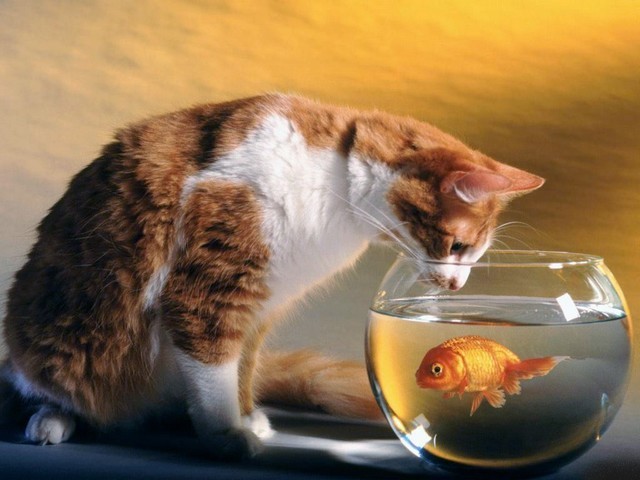 Acquaintance - The cat share a tree wishes in an acquaintance with the gold-fish. - , acquaintance, animals, animal, cat, cats, gold-fish, gold-fishes, fish, fishes - The cat share a tree wishes in an acquaintance with the gold-fish. Lösen Sie kostenlose Acquaintance Online Puzzle Spiele oder senden Sie Acquaintance Puzzle Spiel Gruß ecards  from puzzles-games.eu.. Acquaintance puzzle, Rätsel, puzzles, Puzzle Spiele, puzzles-games.eu, puzzle games, Online Puzzle Spiele, kostenlose Puzzle Spiele, kostenlose Online Puzzle Spiele, Acquaintance kostenlose Puzzle Spiel, Acquaintance Online Puzzle Spiel, jigsaw puzzles, Acquaintance jigsaw puzzle, jigsaw puzzle games, jigsaw puzzles games, Acquaintance Puzzle Spiel ecard, Puzzles Spiele ecards, Acquaintance Puzzle Spiel Gruß ecards