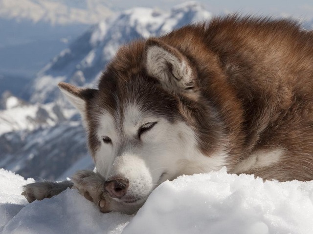 Alaskan Malamute on Snow Wallpaper Puzzle Spiel 