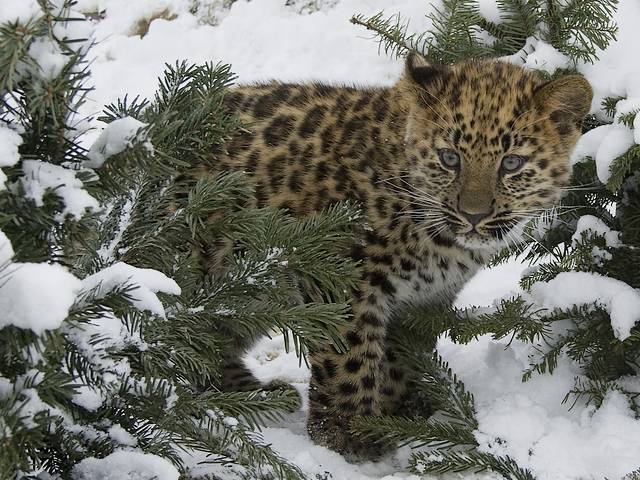 Amur Leopard in the Wild пъзел игра 