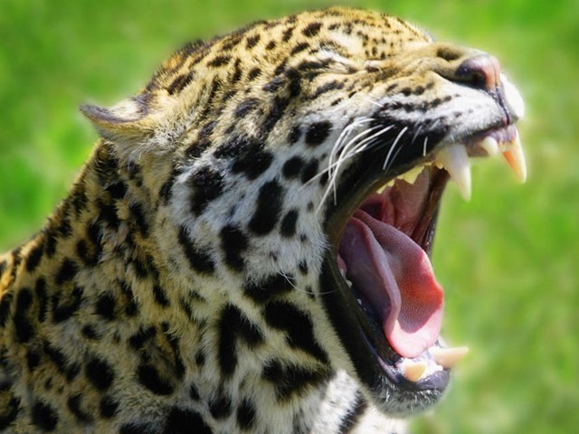 Amur Leopard Puzzle Spiel 