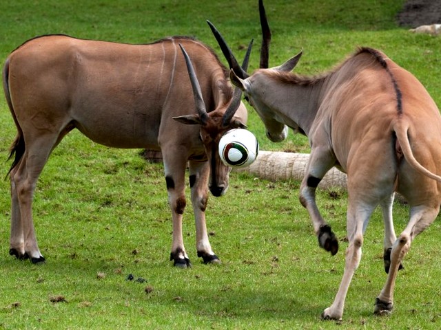 Animals World Cup Antelopes at Allwetterzoo in Germany пазл игру 