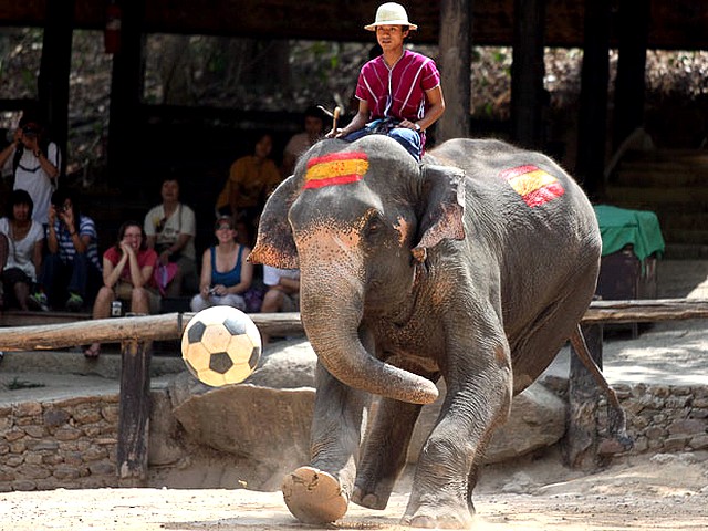 Animals World Cup Elephant at Elephant Camp in Thailand - Elephant with Spanish National flag play 'Animals World Cup' at the Elephant Camp in Chiang Mai province, Thailand (June, 2010). - , Animals, World, Cup, elephant, elephants, Elephant, Camp, Thailand, animals, animal, sport, sports, show, shows, match, matches, tournament, tournaments, football, footballs, soccer, soccers, Spanish, National, flag, flags, Chiang, Mai, province, provinces - Elephant with Spanish National flag play 'Animals World Cup' at the Elephant Camp in Chiang Mai province, Thailand (June, 2010). Решайте бесплатные онлайн Animals World Cup Elephant at Elephant Camp in Thailand пазлы игры или отправьте Animals World Cup Elephant at Elephant Camp in Thailand пазл игру приветственную открытку  из puzzles-games.eu.. Animals World Cup Elephant at Elephant Camp in Thailand пазл, пазлы, пазлы игры, puzzles-games.eu, пазл игры, онлайн пазл игры, игры пазлы бесплатно, бесплатно онлайн пазл игры, Animals World Cup Elephant at Elephant Camp in Thailand бесплатно пазл игра, Animals World Cup Elephant at Elephant Camp in Thailand онлайн пазл игра , jigsaw puzzles, Animals World Cup Elephant at Elephant Camp in Thailand jigsaw puzzle, jigsaw puzzle games, jigsaw puzzles games, Animals World Cup Elephant at Elephant Camp in Thailand пазл игра открытка, пазлы игры открытки, Animals World Cup Elephant at Elephant Camp in Thailand пазл игра приветственная открытка