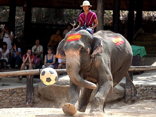 Animals World Cup Elephant at Elephant Camp in Thailand puzzle game 