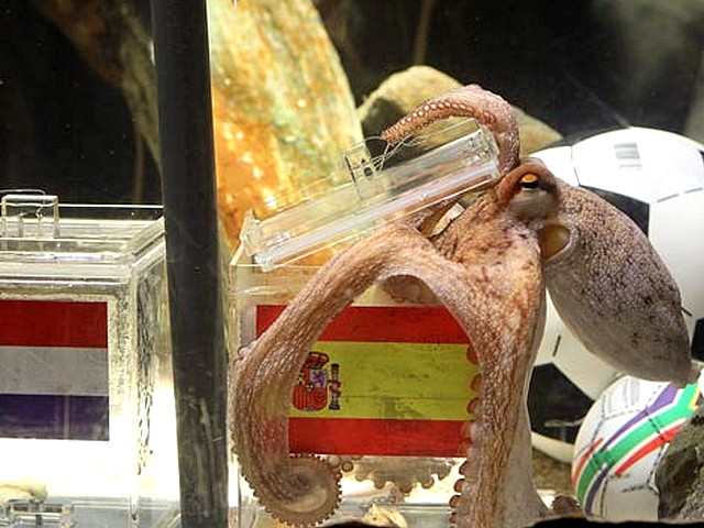 Animals World Cup Octopus Paul chooses the Final Winner Spain Puzzle Spiel 