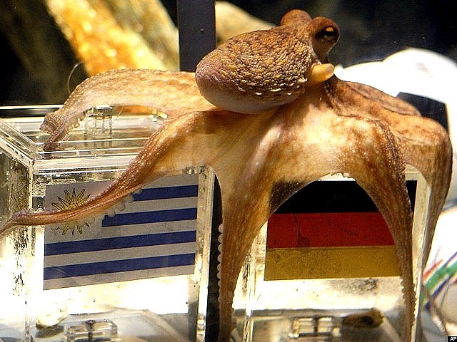 Animals World Cup Octopus Paul predicts Germany win over Uruguay puzzle game 