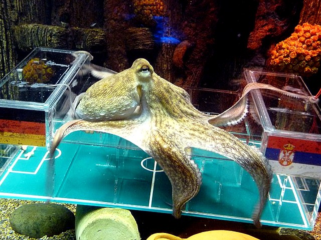 Animals World Cup Octopus at Sea Life Aquarium in Hanower Germany пъзел игра 