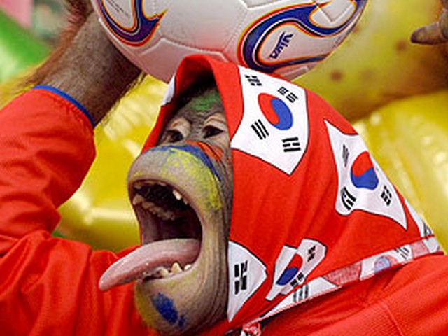 Animals World Cup Opening Ceremony puzzle game 