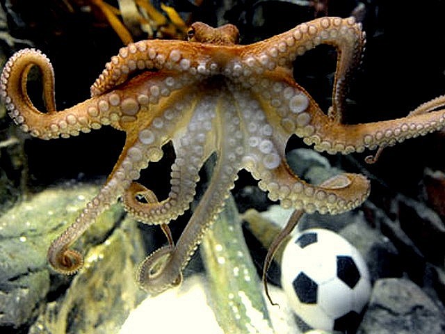 Animals World Cup Paul Octopus Oracle at Sea Life Public Aquarium in Germany Puzzle Spiel 