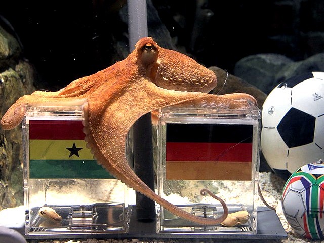 Animals World Cup Paul Octopus predicts the German Victory against Ghana Puzzle Spiel 