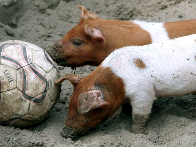 Animals World Cup Pigs at Berlin Zoo in Germany juego de puzzle 