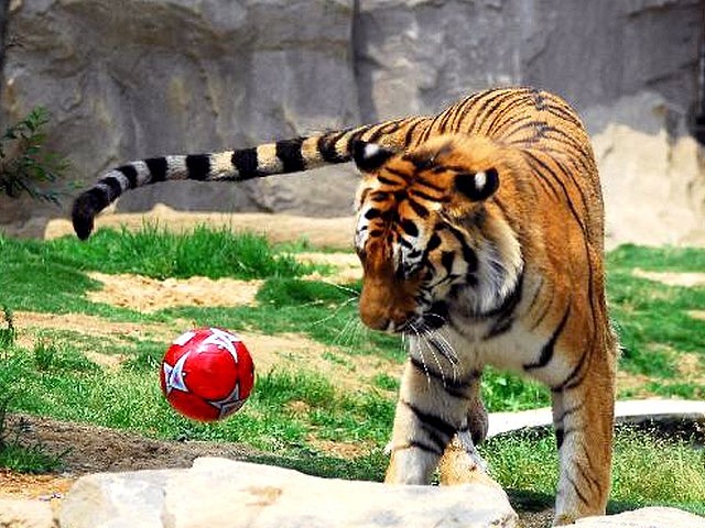 Animals World Cup Tiger at Nanshan Zoo in China puzzle game 