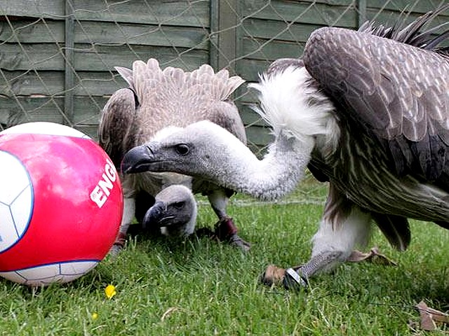 Animals World Cup Vultures at Poultry Farm in England puzzle game 