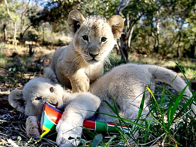 Animals World Cup White Lion Cubs at a Farm in South Africa puzzle game 