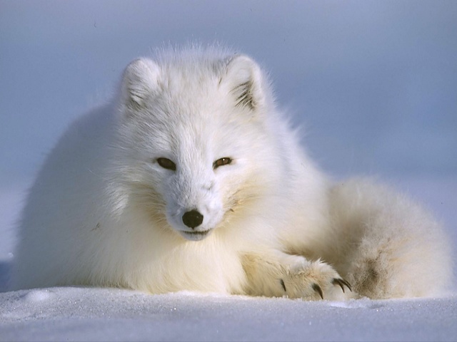 Arctic Fox пазл игру 