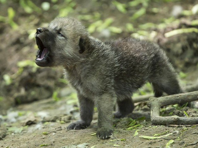 Arctic Wolf Cub - A cute howling Arctic Wolf cub baby, one of five that were born on April 27th 2013 at Sch?nbrunn Zoo, Vienna. Unlike the adult animals, the baby which is less than a month old, still has brown fur. The Arctic Wolves (also called snow wolf or white wolf) have white fur, which in their native environment, the northern regions of North America, Greenland and the Arctic, blends in almost totally with the snowy landscape and is the ideal camouflage with which they are almost invisible to their prey. The  howl is a trademark of the wolves, which their cute cubs practice from an early age. - , Arctic, wolf, wolfs, cub, cubs, animals, animal, baby, babies, Sch?nbrunn, Zoo, Vienna, adult, month, fur, snow, white, native, environment, northern, regions, region, North, America, Greenland, Arctic, snowy, landscape, landscapes, camouflage, prey, howl, trademark, early, age - A cute howling Arctic Wolf cub baby, one of five that were born on April 27th 2013 at Sch?nbrunn Zoo, Vienna. Unlike the adult animals, the baby which is less than a month old, still has brown fur. The Arctic Wolves (also called snow wolf or white wolf) have white fur, which in their native environment, the northern regions of North America, Greenland and the Arctic, blends in almost totally with the snowy landscape and is the ideal camouflage with which they are almost invisible to their prey. The  howl is a trademark of the wolves, which their cute cubs practice from an early age. Solve free online Arctic Wolf Cub puzzle games or send Arctic Wolf Cub puzzle game greeting ecards  from puzzles-games.eu.. Arctic Wolf Cub puzzle, puzzles, puzzles games, puzzles-games.eu, puzzle games, online puzzle games, free puzzle games, free online puzzle games, Arctic Wolf Cub free puzzle game, Arctic Wolf Cub online puzzle game, jigsaw puzzles, Arctic Wolf Cub jigsaw puzzle, jigsaw puzzle games, jigsaw puzzles games, Arctic Wolf Cub puzzle game ecard, puzzles games ecards, Arctic Wolf Cub puzzle game greeting ecard