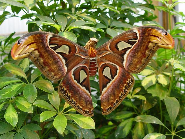 Atlas Moth - Atlas moth (Attacus atlas) is one of the world's largest species of insects, closely related to the butterfly, which belongs to a Saturniidae family (giant silk moths), widespread in the tropical and subtropical forests, and lowlands of Southeast Asia, India and Sri Lanka to China, Malaysia and Indonesia. Atlas Moth has a wing span of 25 cm. <br />
Besides being very large, Atlas moth looks amazing and is easily recognizable by the colorful wings in various shades of brown. The tips of the wings are curved, resembling the head of snake. Atlas moths have no mouth and therefore can not eat. They live generally only 5 to 7 days by the energy resources they have received as caterpillars. - , Atlas, moth, moths, animals, animal, world, species, insects, insect, butterfly, butterflies, Saturniidae, family, families, giant, silk, tropical, subtropical, forests, forest, lowlands, lowland, southeast, Asia, India, Sri, Lanka, China, Malaysia, Indonesia, wing, wings, span, large, amazing, colorful, shades, shade, brown, tips, tip, head, heads, snake, snakes, mouth, days, energy, resources, resource, caterpillars, caterpillar - Atlas moth (Attacus atlas) is one of the world's largest species of insects, closely related to the butterfly, which belongs to a Saturniidae family (giant silk moths), widespread in the tropical and subtropical forests, and lowlands of Southeast Asia, India and Sri Lanka to China, Malaysia and Indonesia. Atlas Moth has a wing span of 25 cm. <br />
Besides being very large, Atlas moth looks amazing and is easily recognizable by the colorful wings in various shades of brown. The tips of the wings are curved, resembling the head of snake. Atlas moths have no mouth and therefore can not eat. They live generally only 5 to 7 days by the energy resources they have received as caterpillars. Resuelve rompecabezas en línea gratis Atlas Moth juegos puzzle o enviar Atlas Moth juego de puzzle tarjetas electrónicas de felicitación  de puzzles-games.eu.. Atlas Moth puzzle, puzzles, rompecabezas juegos, puzzles-games.eu, juegos de puzzle, juegos en línea del rompecabezas, juegos gratis puzzle, juegos en línea gratis rompecabezas, Atlas Moth juego de puzzle gratuito, Atlas Moth juego de rompecabezas en línea, jigsaw puzzles, Atlas Moth jigsaw puzzle, jigsaw puzzle games, jigsaw puzzles games, Atlas Moth rompecabezas de juego tarjeta electrónica, juegos de puzzles tarjetas electrónicas, Atlas Moth puzzle tarjeta electrónica de felicitación
