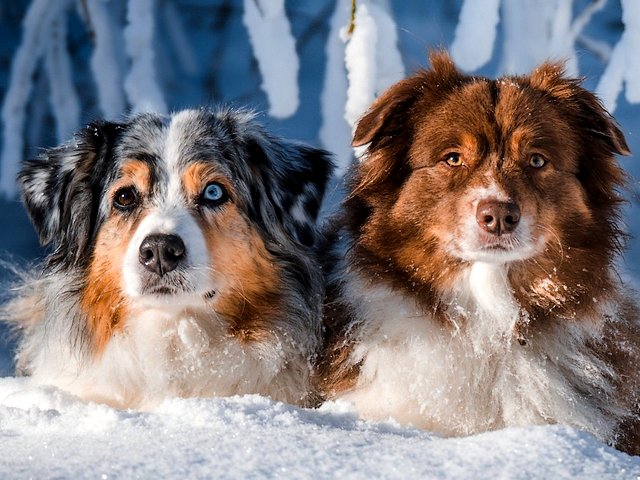 Australian Shepherds пазл игру 