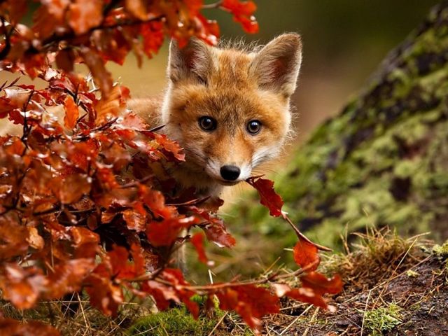 Autumn Magic Red Fox by Robert Adamec - A beautiful and amazingly colorful photo by Robert Adamec of an adorable young red fox, who enjoys the magic of the autumn, a landscape filled with the fascinating beauty of bright colors, crystal clear air and golden rays of the sun.<br />
The photographer Robert Adamec was born in 1964, based in Prerov, Czech Republic, known mostly with pictures in close-up of animals, birds and insects. - , autumn, magic, red, fox, foxes, Robert, Adamec, animals, animal, nature, natures, art, arts, beautiful, amazingly, colorful, photo, photos, adorable, young, landscape, landscapes, fascinating, beauty, bright, colors, color, crystal, clear, air, golden, rays, ray, sun, photographer, photographers, Prerov, Czech, Republic, pictures, picture, closeup, birds, bird, insects, insect - A beautiful and amazingly colorful photo by Robert Adamec of an adorable young red fox, who enjoys the magic of the autumn, a landscape filled with the fascinating beauty of bright colors, crystal clear air and golden rays of the sun.<br />
The photographer Robert Adamec was born in 1964, based in Prerov, Czech Republic, known mostly with pictures in close-up of animals, birds and insects. Решайте бесплатные онлайн Autumn Magic Red Fox by Robert Adamec пазлы игры или отправьте Autumn Magic Red Fox by Robert Adamec пазл игру приветственную открытку  из puzzles-games.eu.. Autumn Magic Red Fox by Robert Adamec пазл, пазлы, пазлы игры, puzzles-games.eu, пазл игры, онлайн пазл игры, игры пазлы бесплатно, бесплатно онлайн пазл игры, Autumn Magic Red Fox by Robert Adamec бесплатно пазл игра, Autumn Magic Red Fox by Robert Adamec онлайн пазл игра , jigsaw puzzles, Autumn Magic Red Fox by Robert Adamec jigsaw puzzle, jigsaw puzzle games, jigsaw puzzles games, Autumn Magic Red Fox by Robert Adamec пазл игра открытка, пазлы игры открытки, Autumn Magic Red Fox by Robert Adamec пазл игра приветственная открытка