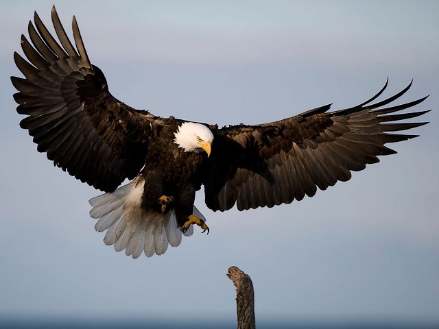 Bald Eagle National Bird and Symbol of America puzzle game 