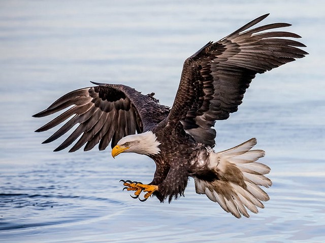 Bald Eagle in Kachemak Bay Alaska пазл игру 