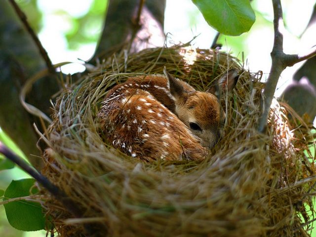 Bambi in Nest puzzle game 